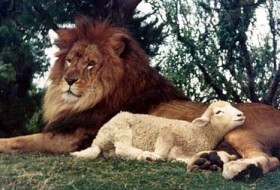 REMINDER: LIONs for LAMBs Poll