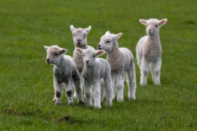 Lambcast #570 Welcome to the Flock